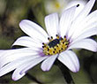 Closeup of flower
